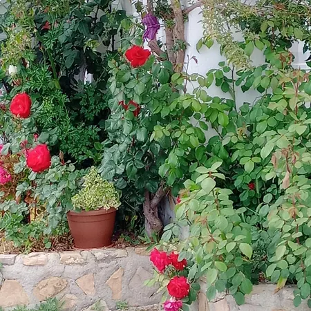 Cortijo Rural Buenavista
